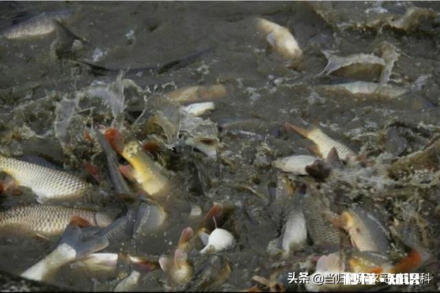 鱼塘的鱼发生病变还能喂食吗