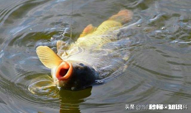 鱼塘的鱼发生病变还能喂食吗