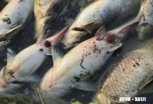 鱼塘的鱼发生病变还能喂食吗