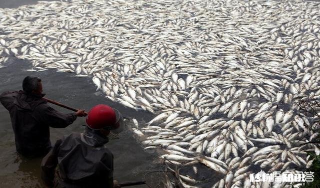 鱼塘的鱼发生病变还能喂食吗