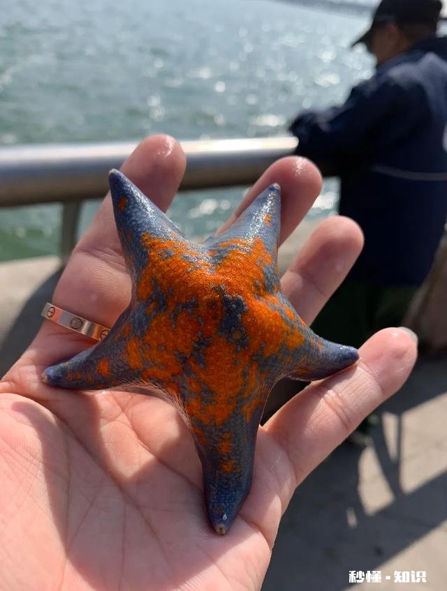 近海钓鱼怎么找鱼群