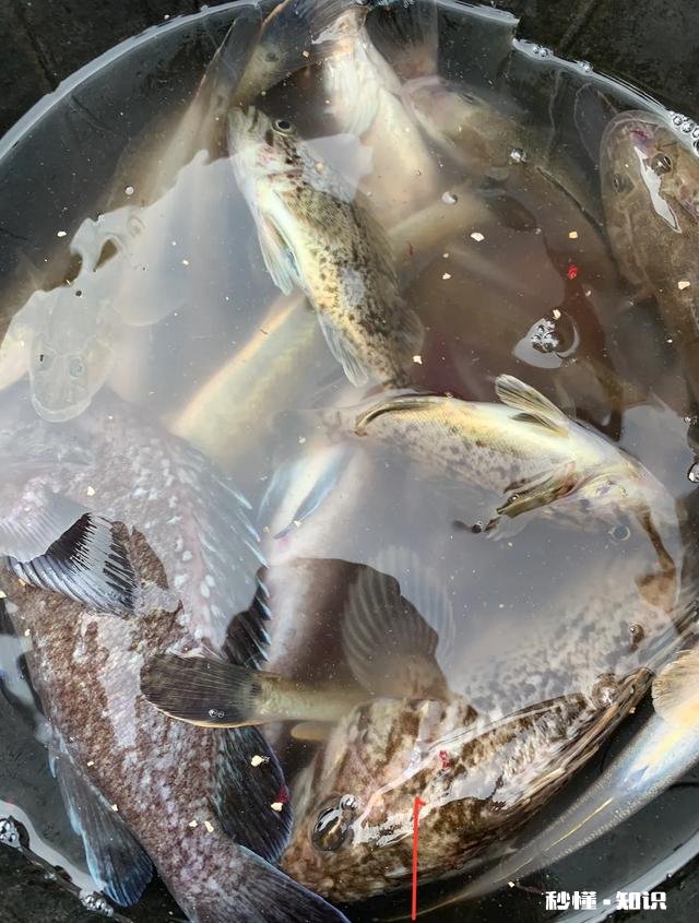 近海钓鱼怎么找鱼群