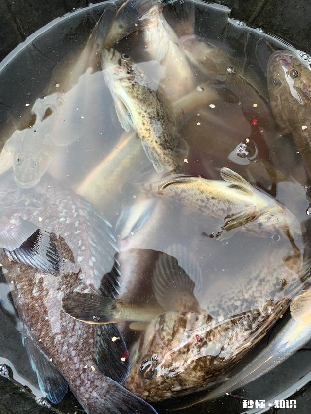 近海钓鱼怎么找鱼群