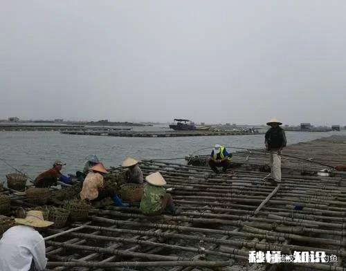 近海钓鱼怎么找鱼群