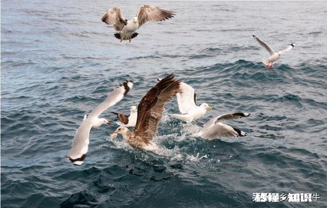 近海钓鱼怎么找鱼群