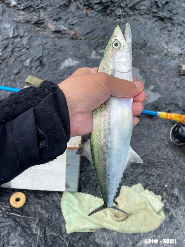 近海钓鱼怎么找鱼群