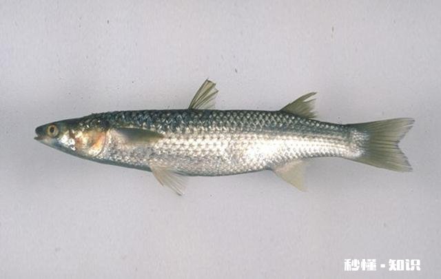 近海钓鱼怎么找鱼群