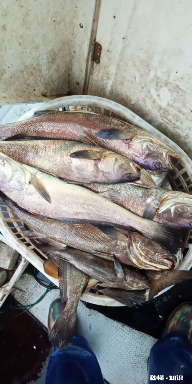 近海钓鱼怎么找鱼群