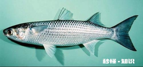 近海钓鱼怎么找鱼群