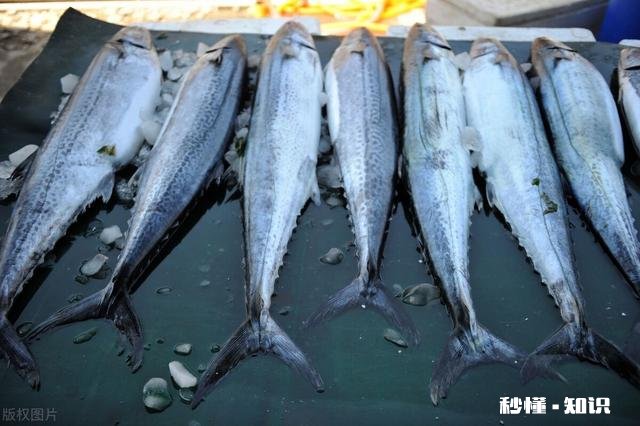 近海钓鱼怎么找鱼群