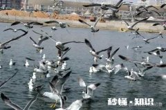 近海钓鱼怎么找鱼群