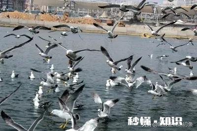 近海钓鱼怎么找鱼群