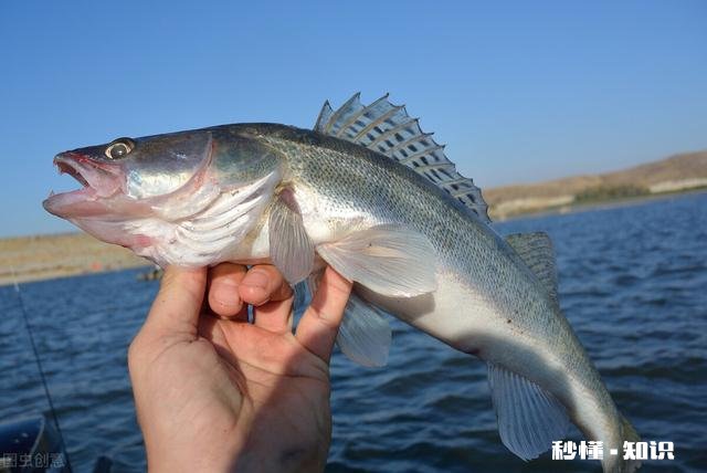 近海钓鱼怎么找鱼群