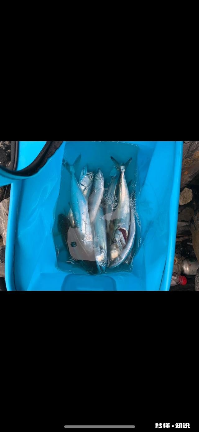 近海钓鱼怎么找鱼群