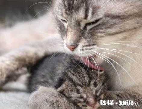 你觉得给猫狗做绝育手术是对的吗