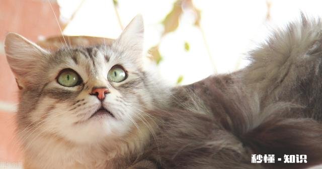 你觉得给猫狗做绝育手术是对的吗