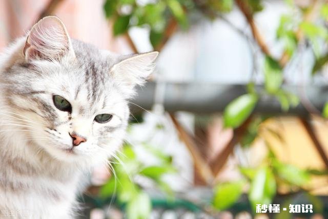 你觉得给猫狗做绝育手术是对的吗