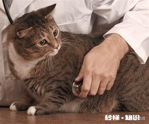 你觉得给猫狗做绝育手术是对的吗