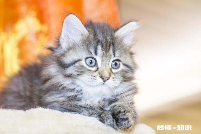 你觉得给猫狗做绝育手术是对的吗