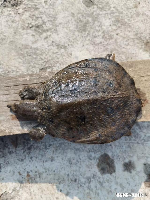 疫情期超市面粉涨到3元一市斤，这个价格正常吗