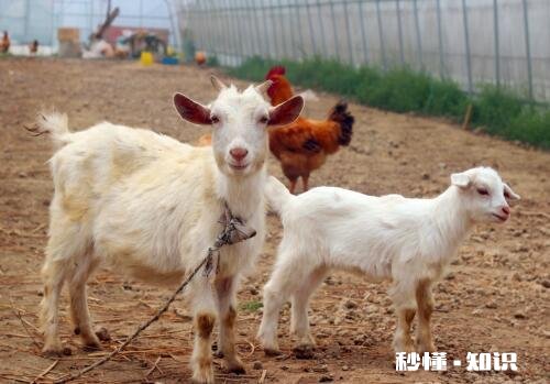 奶山羊都很瘦吗养殖要注意什么
