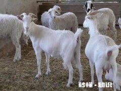 奶山羊都很瘦吗养殖要注意什么