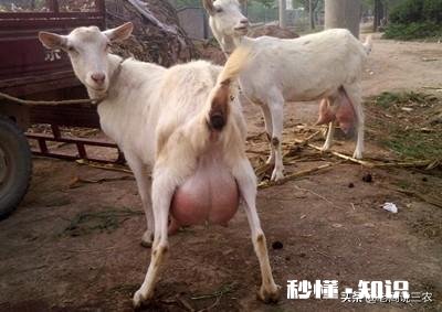 奶山羊都很瘦吗养殖要注意什么