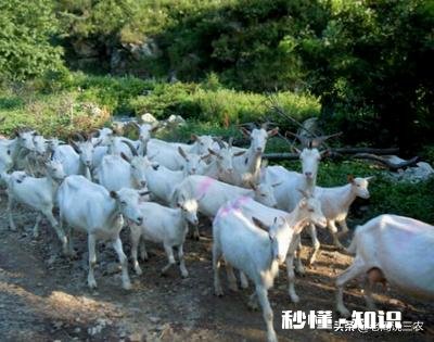 奶山羊都很瘦吗养殖要注意什么