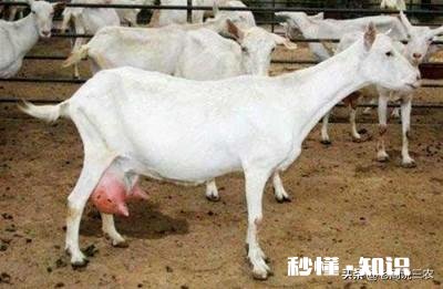 奶山羊都很瘦吗养殖要注意什么