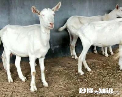 奶山羊都很瘦吗养殖要注意什么