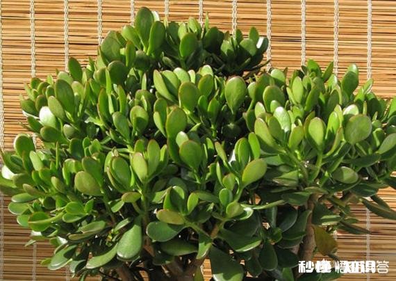 玉树扦插如何浇水