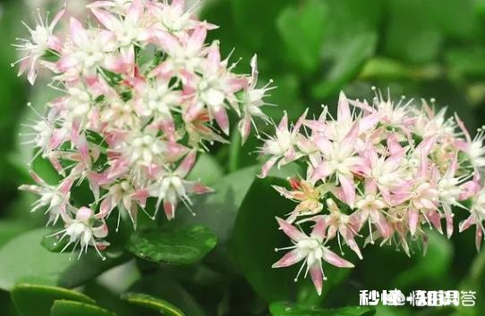 玉树扦插如何浇水