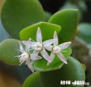 玉树扦插如何浇水