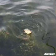 黑科技钓鱼小药在野河最好钓的小药是哪家