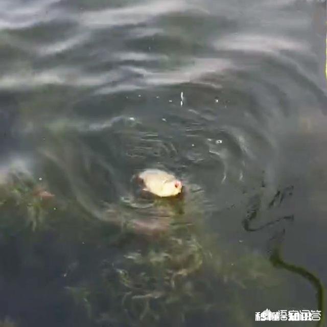 黑科技钓鱼小药在野河最好钓的小药是哪家