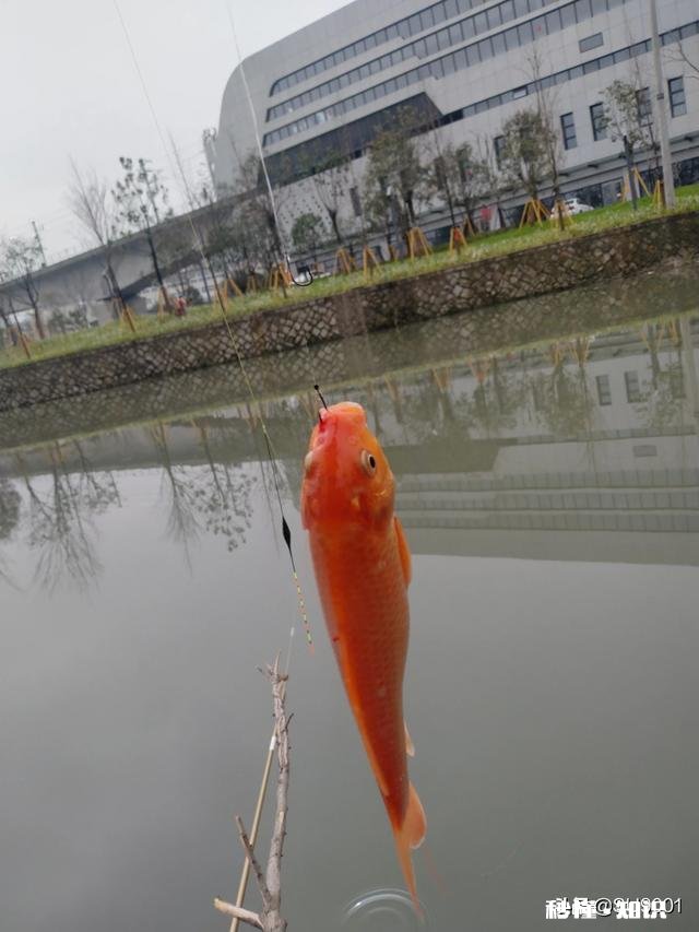 请问钓友子线打结怎么处理比较好，钓鲫鱼主线跟子线哪一种规格