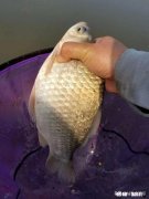 请问钓友子线打结怎么处理比较好，钓鲫鱼主线跟子线哪一种规格