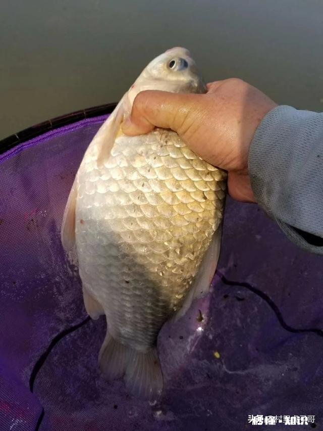 请问钓友子线打结怎么处理比较好，钓鲫鱼主线跟子线哪一种规格