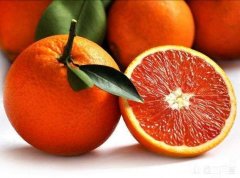 血橙如何种植
