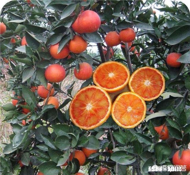 血橙如何种植