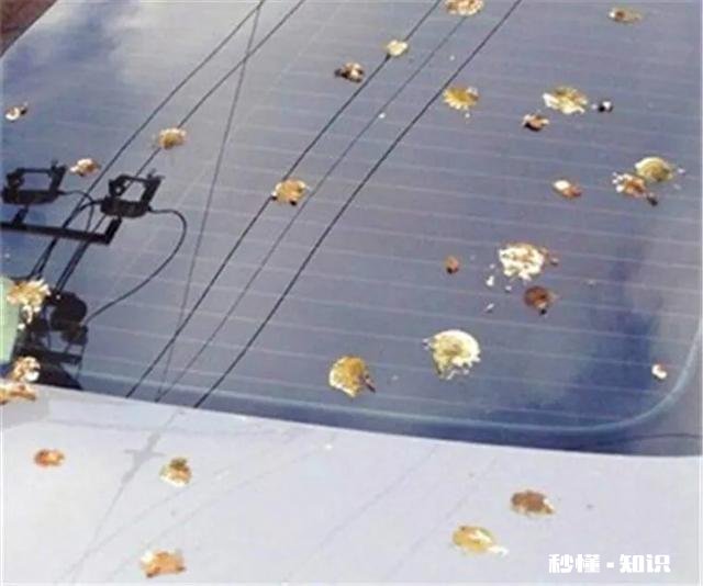 鸟屎已经破坏车漆怎么办