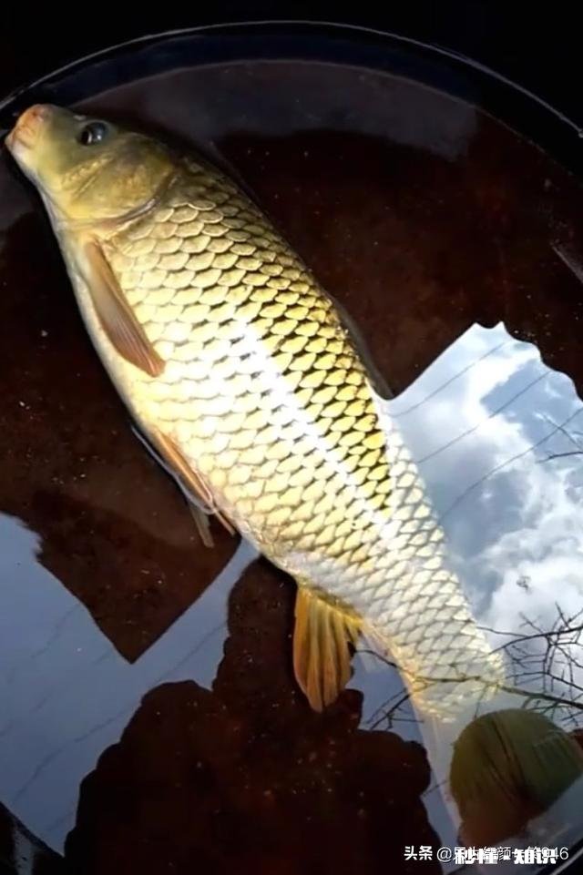 野钓的时候遭遇鱼口不断，你会不会决战到天亮