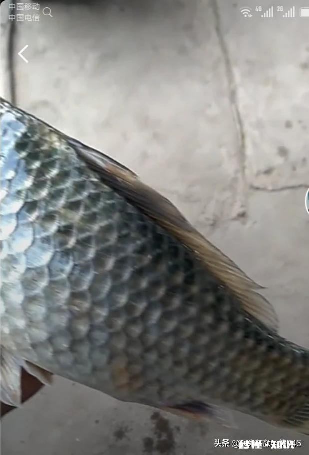 野钓的时候遭遇鱼口不断，你会不会决战到天亮