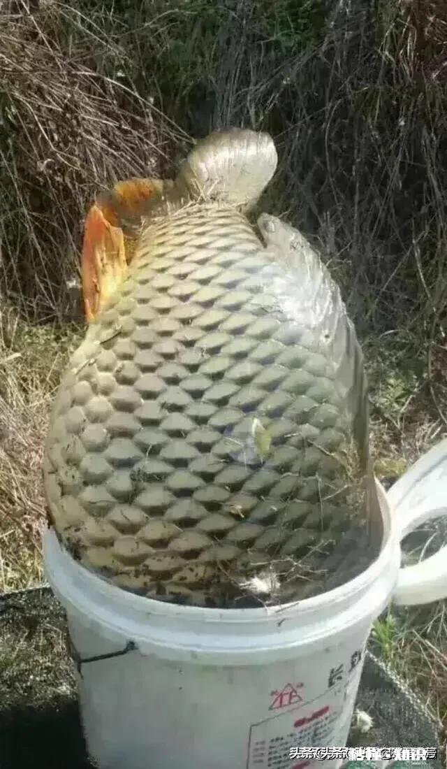 野钓的时候遭遇鱼口不断，你会不会决战到天亮