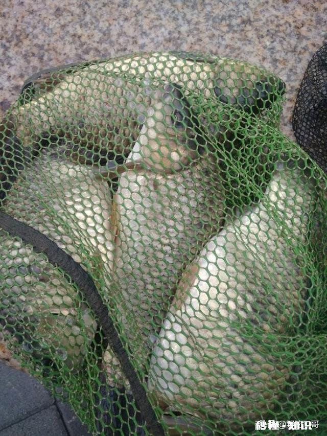 野钓的时候遭遇鱼口不断，你会不会决战到天亮