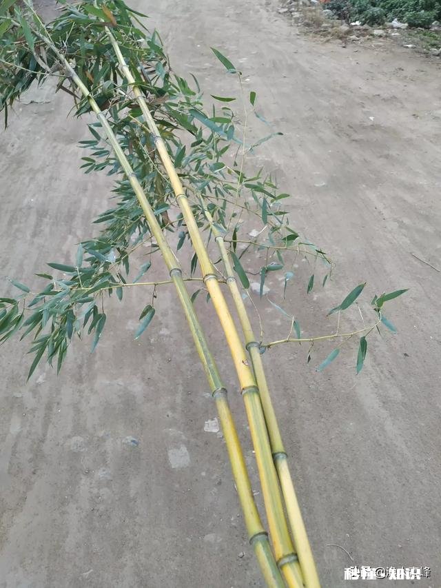 请教下广大钓友，200以内的台钓竿，哪些牌子的比较好