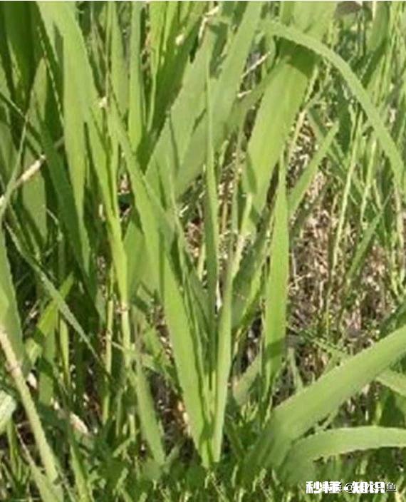 野山塘怎么看它有草鱼