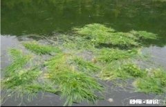 野山塘怎么看它有草鱼