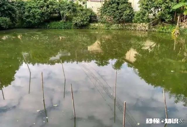 野山塘怎么看它有草鱼