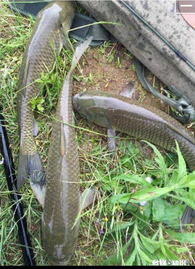 野山塘怎么看它有草鱼